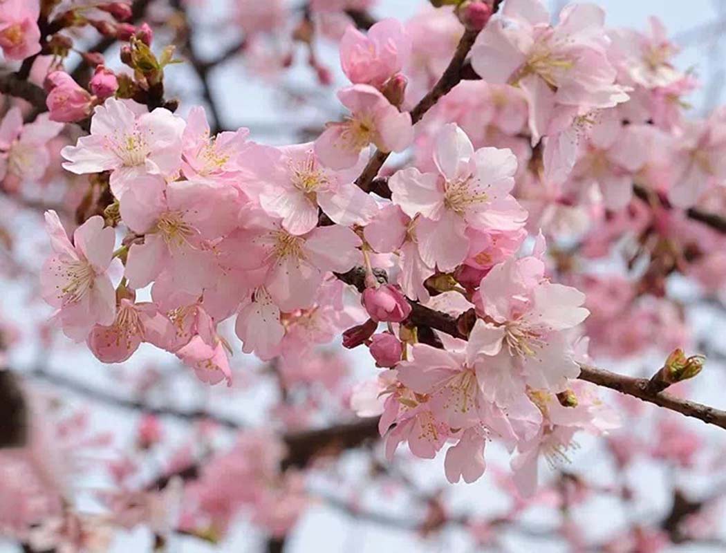 以东京塔为背景皇宫附近盛开的樱花，日本东京 (© Jon Arnold/Danita Delimont) | 必应每日高清壁纸 - 精彩,从这里开始