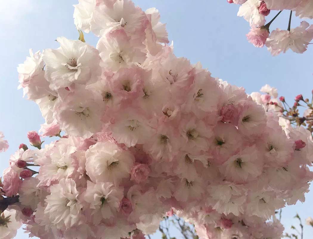 2018年日本樱花季全攻略（含线路推荐） - 知乎